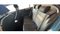2017 Volkswagen Jetta 2.5 Trendline Tiptronic At